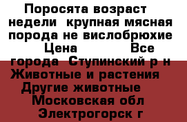 Поросята возраст 4 недели, крупная мясная порода(не вислобрюхие ) › Цена ­ 4 000 - Все города, Ступинский р-н Животные и растения » Другие животные   . Московская обл.,Электрогорск г.